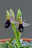 <em>Ophrys bertolonii</em>